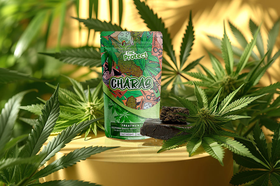 Descubra Charas: um concentrado exclusivo de cannabis