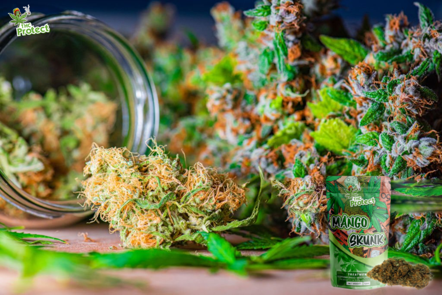 Flor Mango Skunk CBD: a escolha ideal para iniciantes?